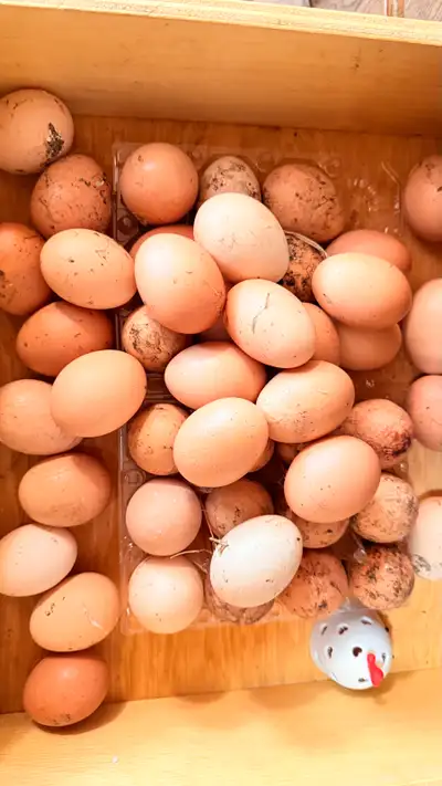 Brown eggs, View more