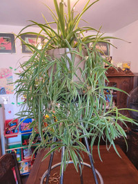 PRICE REDUCED!!!!  Spider plant for sale 