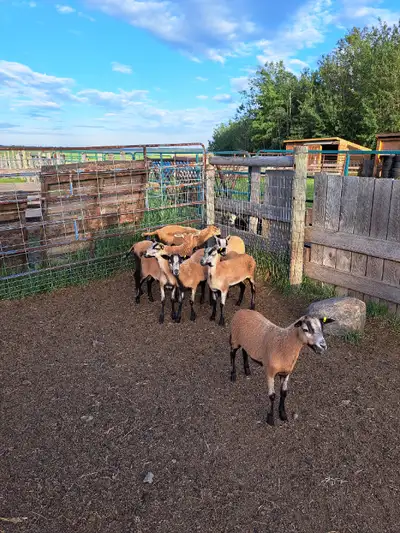 American Blackbelly ram and ewe lambs ready to find their new homes. From registered closed herd. Lo...