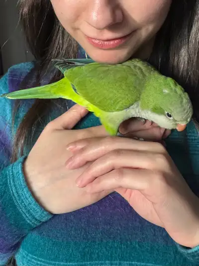 Baby quaker parrot, View more