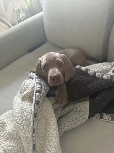 Weimaraner Puppies take home today :), View more