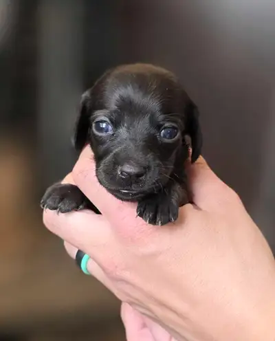 Mini Dachshunds, View more