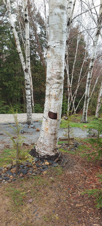 Free Birch Tree Firewood