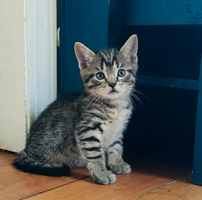 Adorable Kittens looking for loving homes, View more
