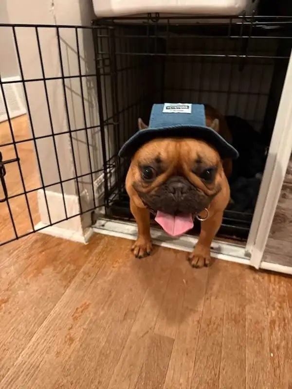 FEMALE FRENCH BULLDOG in Dogs & Puppies for Rehoming in City of Montréal - Image 2