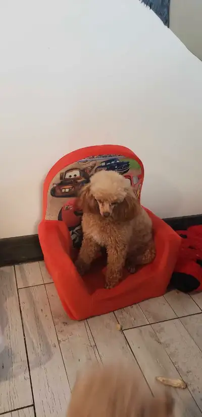 MISE A JOUR RETRAITÉ DISPONIBLE ; - femelle rouge toy 4 ans très bon tempérament - mâle abricot toy...