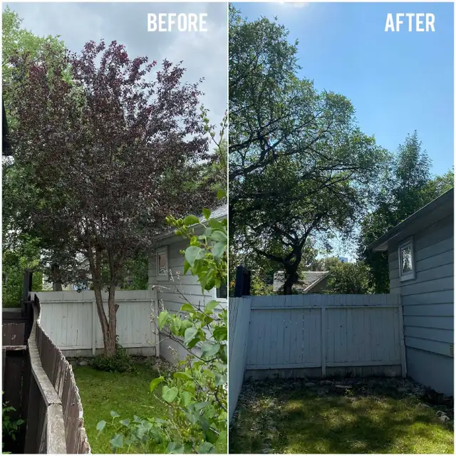 Tree service *ISA certified arborist* NW in Other in Calgary - Image 2