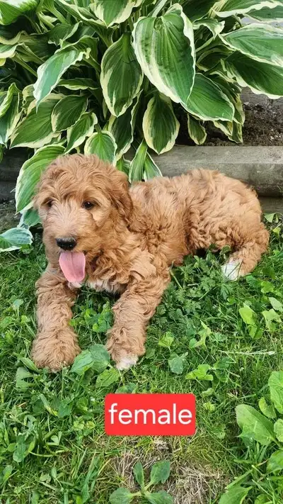Golden Doodle puppies, View more