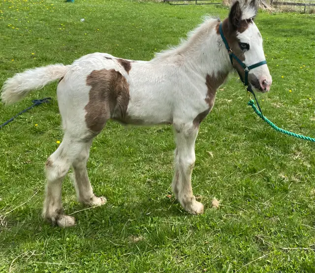 Gypsy Vanner Colt in Horses & Ponies for Rehoming in Oshawa / Durham Region - Image 4