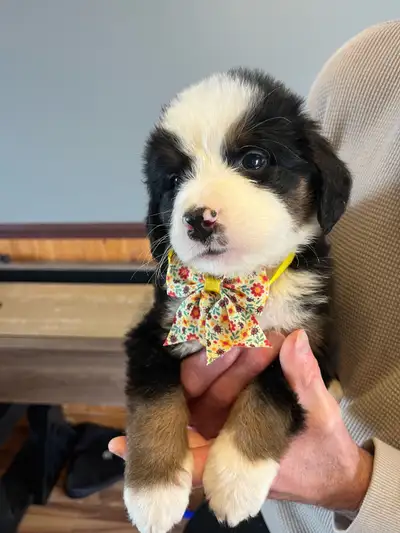 These sweet babies are the result of a St Bernese mom and a Bernese mountain dad (75/25%)These littl...