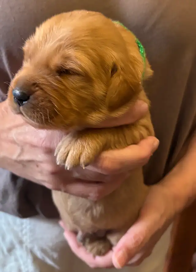 Golden Retriever Puppies in Dogs & Puppies for Rehoming in Owen Sound - Image 2