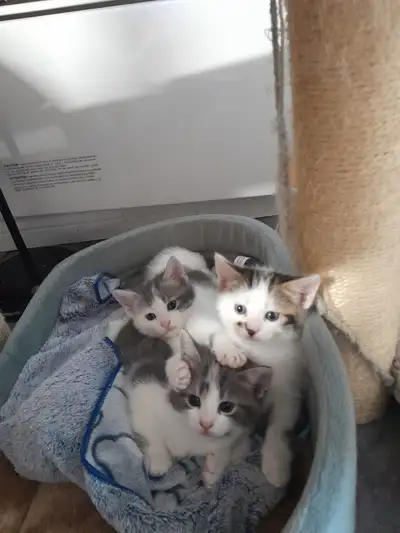 1 male and 2 female kittens for adoption, View more
