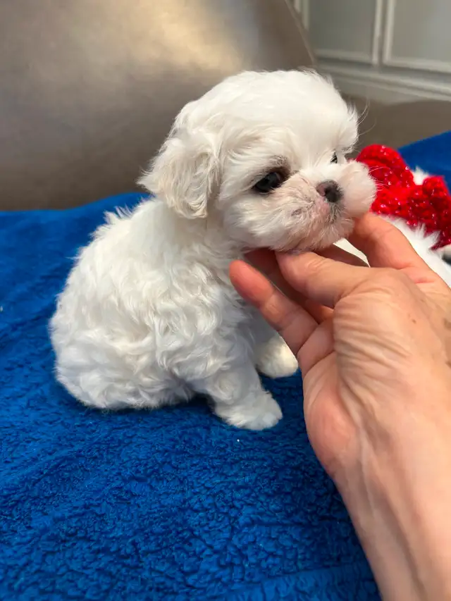 Korean Bloodline Maltese toy size pure white puppies in Dogs & Puppies for Rehoming in Markham / York Region - Image 5