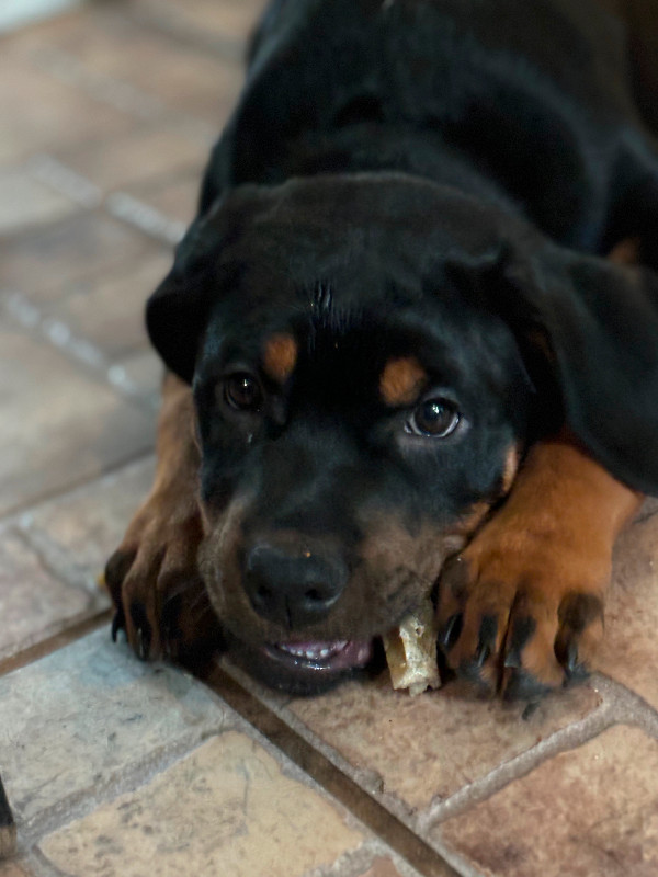 1 females Rottweiler puppies for sale in Dogs & Puppies for Rehoming in City of Toronto - Image 2