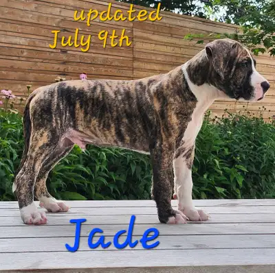 One perfect pup left, JADE is ready :  Mastiff mix *Make offer*, View more