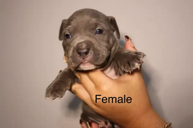 PUPPIES FOR SALE - TORONTO ON in Dogs & Puppies for Rehoming in City of Toronto - Image 4