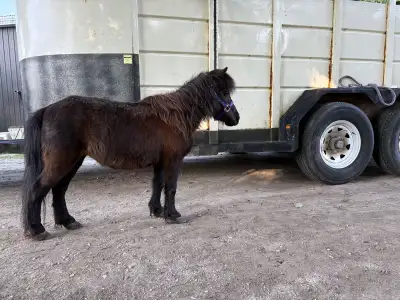 miniature horse , View more