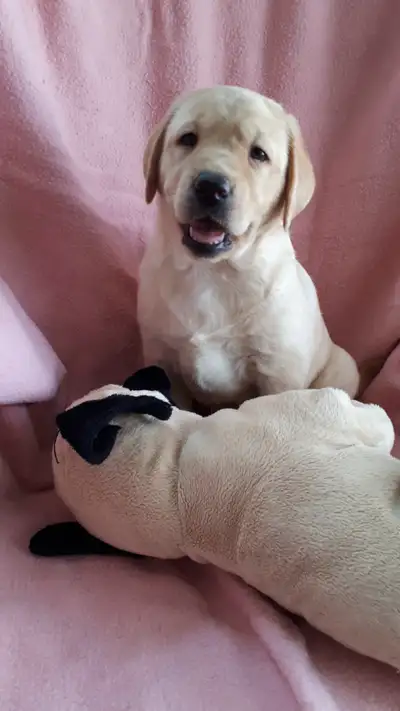 LABRADOR PUPS,  YELLOW PUREBRED CKC REGISTERED, View more