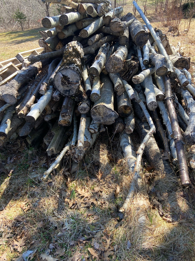 Free Firewood in Free Stuff in Bridgewater
