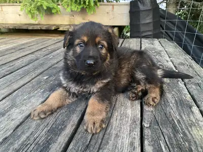 GERMAN SHEPHERD FEMALE PUPPY $950 EUROPEAN , View more