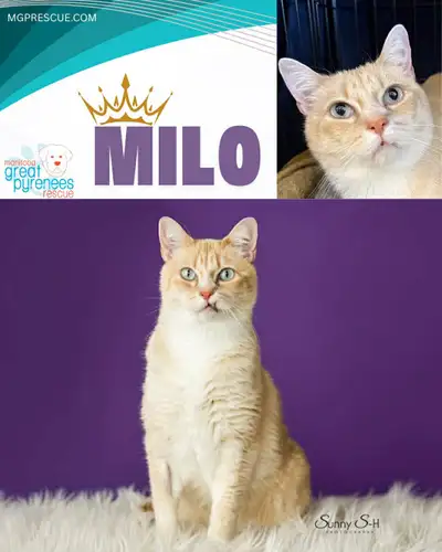 Sweet, Snaggle-toothed- Milo, View more