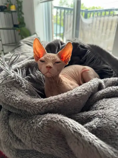 Chaton sphynx, View more
