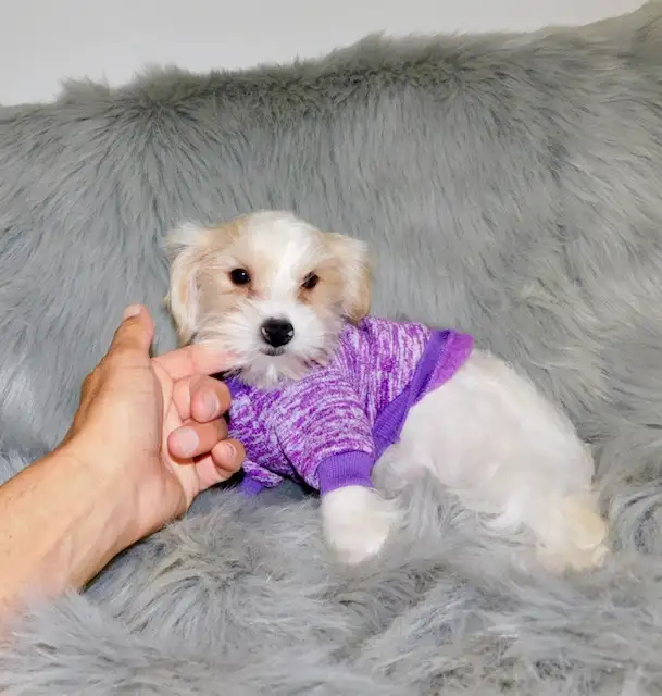 Chiot morkie male in Dogs & Puppies for Rehoming in City of Montréal - Image 7