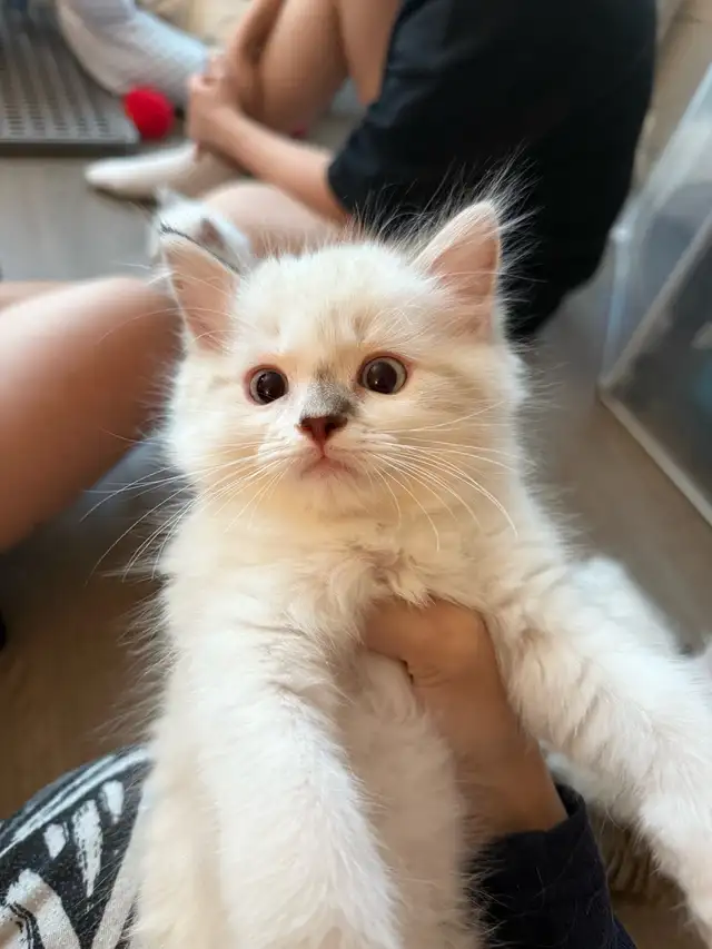 Neva Siberian Male Kitten Finding New Home