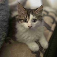 Long haired kitten looking for furever home :)