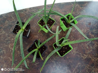 Plantes d’Aloe Vera
