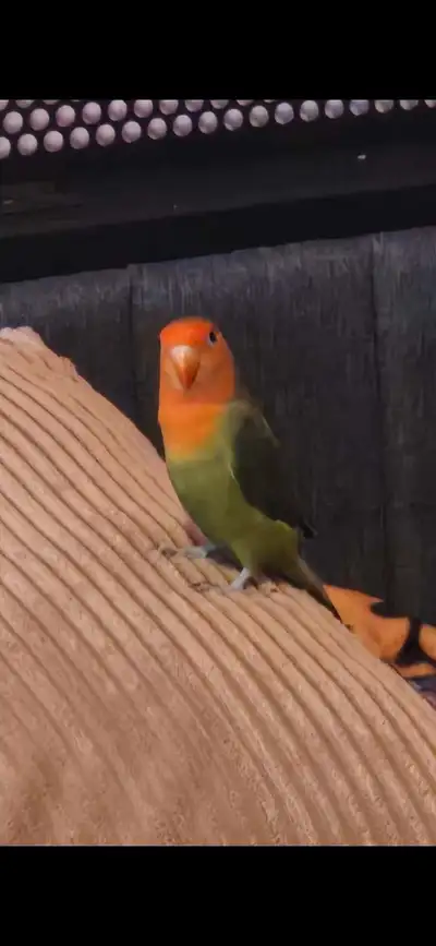 Female love bird with cage, View more