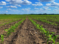 Farm land for rent cash crop acreage