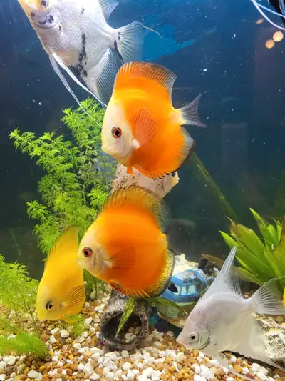 fish for sales , View more
