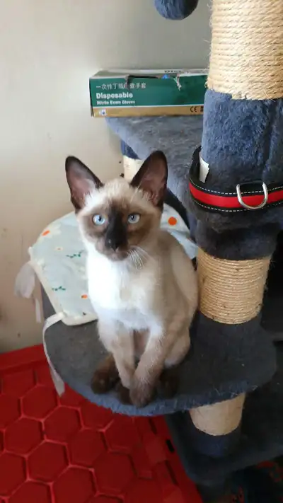 LAST FEMALE SIAMESE, View more