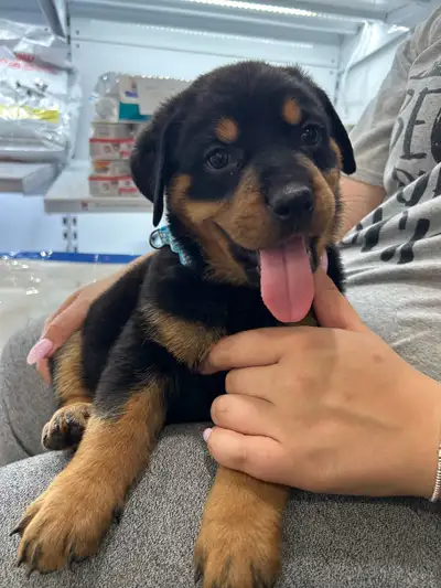 ROTTWEILER PUPPIES, View more