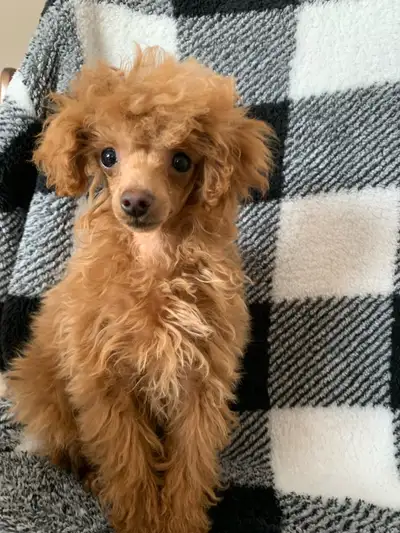 TINY. TOY. POODLE. PUPPY, View more