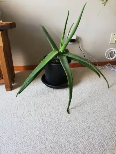 ONE Organic supper Large '' ALOE  VERA '' Plants FOR SALE ., View more