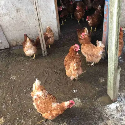 fresh chicken Manure, View more