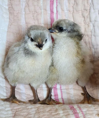  Lavender Orpington Chicks 