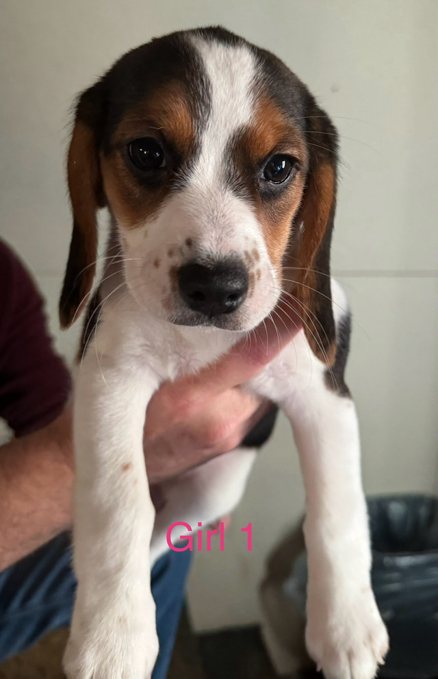 Beagle puppies 2 left!!!! in Dogs & Puppies for Rehoming in City of Halifax - Image 2