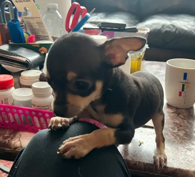 Chiot Chihuahua in Dogs & Puppies for Rehoming in Laval / North Shore - Image 8