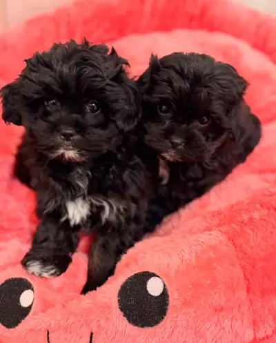 Cute shihpoo pups, View more