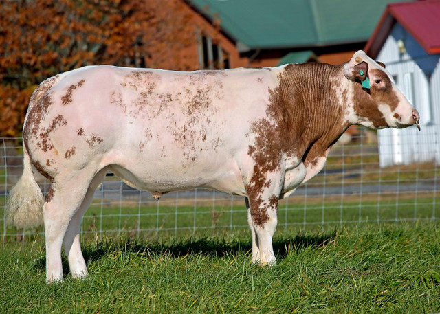 Belgian Blue Genetics (horned, polled, colored) in Livestock in North Bay