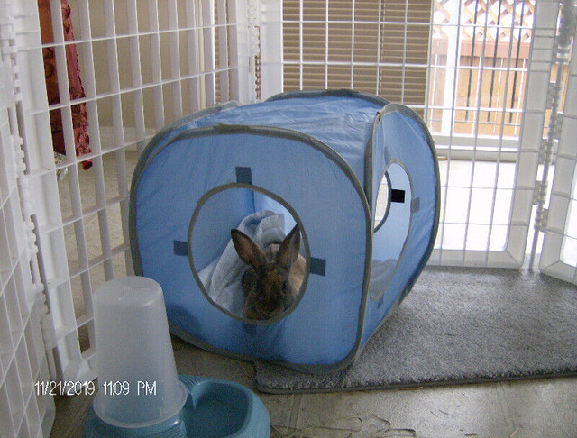 BUNNY ENCLOSURE - GET ON AMAZON in Small Animals for Rehoming in Calgary - Image 3
