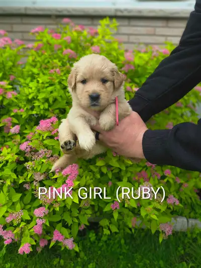 Golden Aussiedoodle puppies, View more