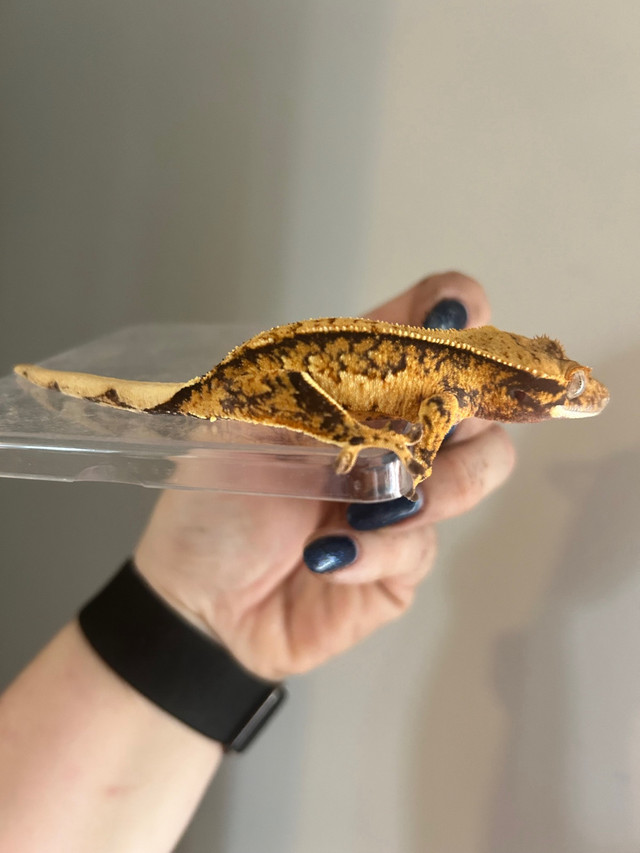 Beautiful Juvinelle crested gecko  in Reptiles & Amphibians for Rehoming in Ottawa