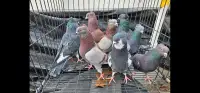 Serbian high flying pigeon