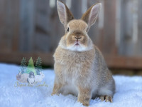 NEUTERED Netherland dwarf bunny 