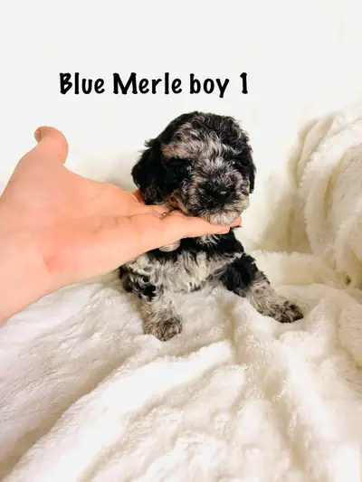 hypoallergenic tiny  toy poodle puppies, View more