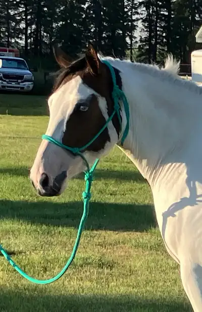 3 yr Fox trotter paint cross not started, View more